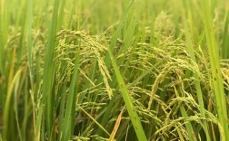 山西绿色发展申论范文