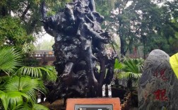 山西洪洞大槐树为何与脚指甲有关？