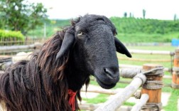 投资乌骨羊成本到底要多少？