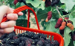 山西哪里能摘到新鲜桑葚？