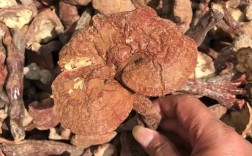 山西保德有哪些特色中药材？