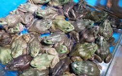 养殖牛蛙投资要多少？成本门槛高吗？