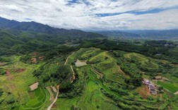 林地投资有哪些潜力方向？