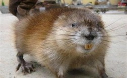 养殖麝香鼠投资多少？