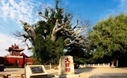 山西大槐树究竟在哪儿？