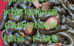 蚂蟥养殖投资风险大吗？