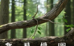 梢的成语，梢的成语开头