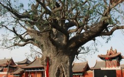 山西大槐树具体在哪个市？