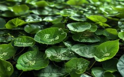 树叶什么成语，树叶什么成语四字词语