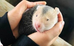 养竹鼠投资成本要多少？