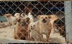 山西阳泉盂县狗场图片曝光，情况如何？