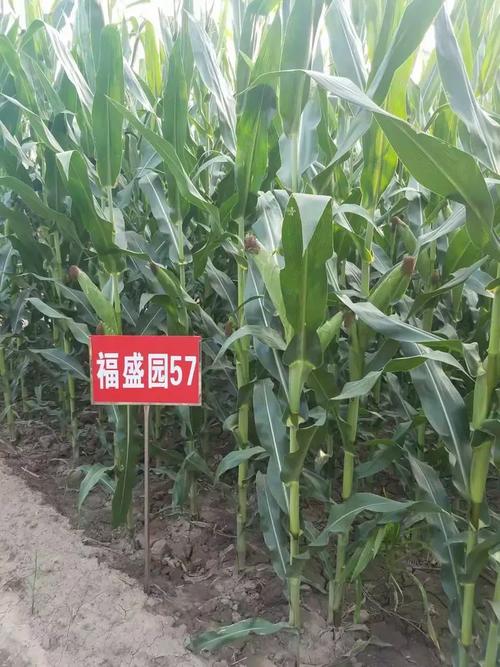 山西福盛园科技发展有限公司有何核心业务优势？-图2