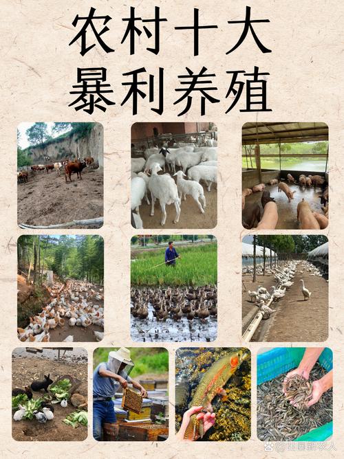 农村小本投资项目有哪些?-图3 农村小本投资项目有哪些?-图3