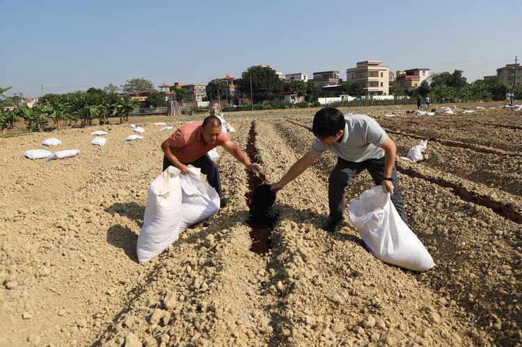 农村小投资致富项目有哪些靠谱选择？-图3