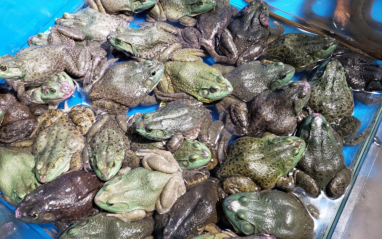 养殖牛蛙投资要多少？成本门槛高吗？-图1
