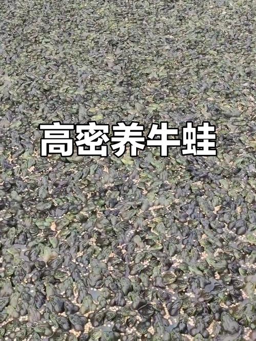 养殖牛蛙投资要多少？成本门槛高吗？-图2