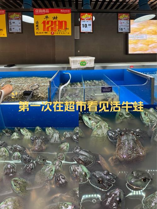 养殖牛蛙投资要多少？成本门槛高吗？-图3