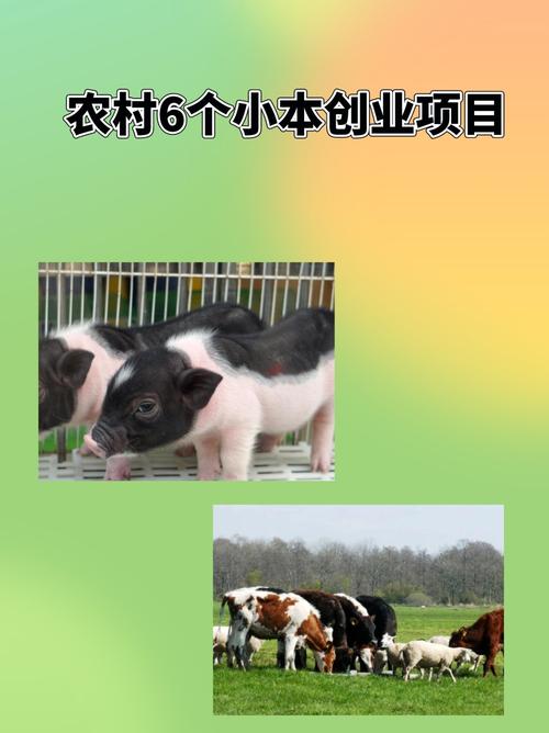 小本投资有哪些靠谱项目？-图1