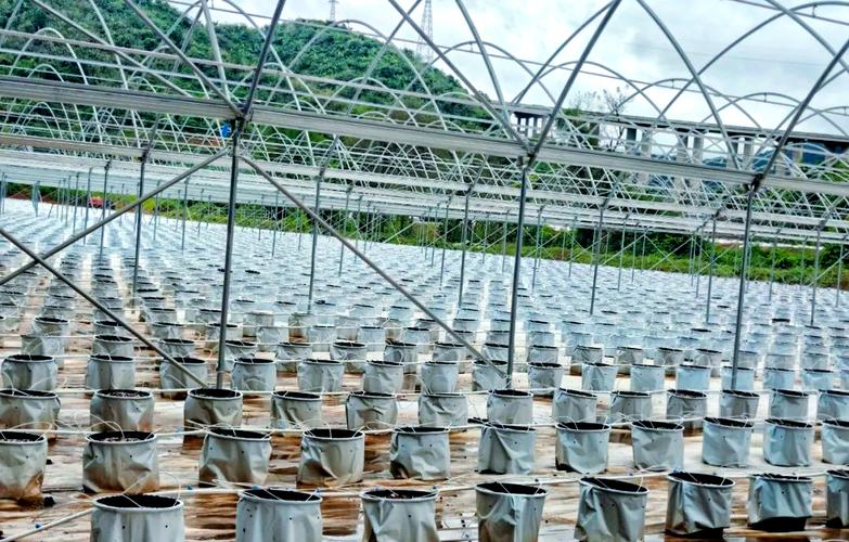 无土栽培投资多少？成本构成是怎样的？-图3