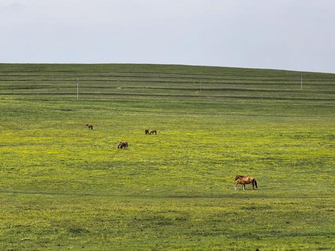 山西大同到黄花沟草原怎么走？-图2