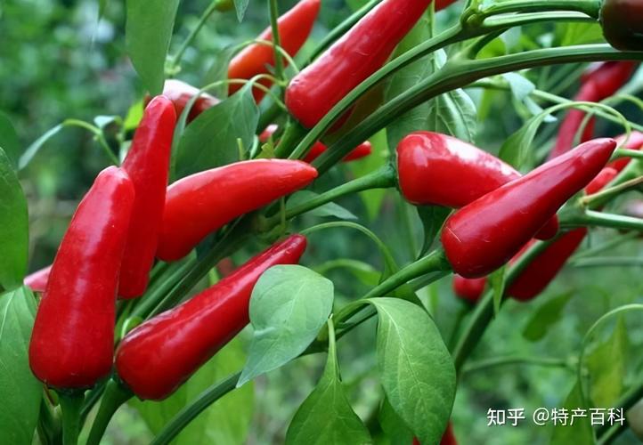 山西侯马有哪些特色特产？-图3