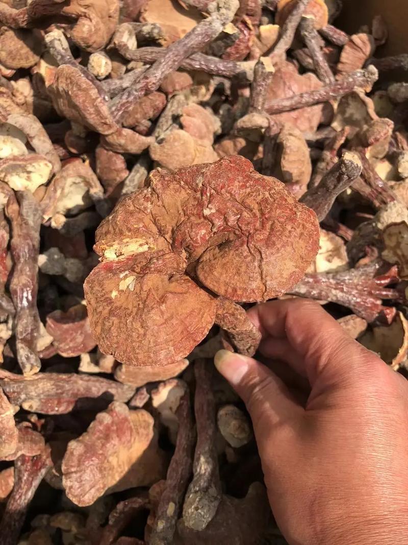 山西保德有哪些特色中药材?-图1 山西保德有哪些特色中药材?-图1