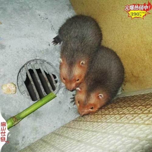 养竹鼠投资成本要多少？-图3