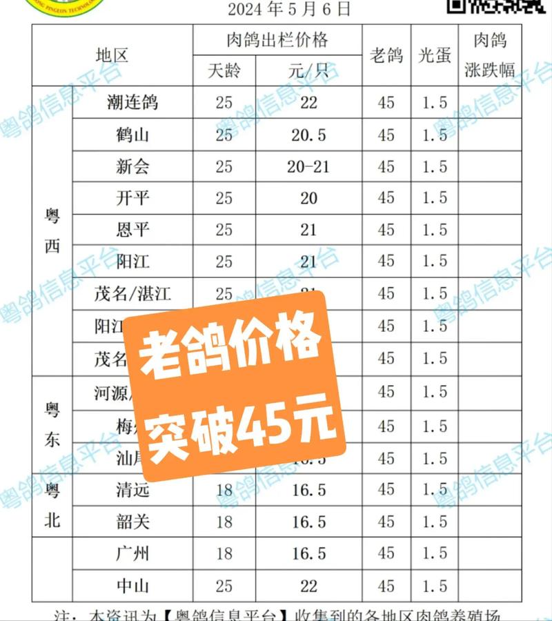 养信鸽投资要花多少钱？-图1
