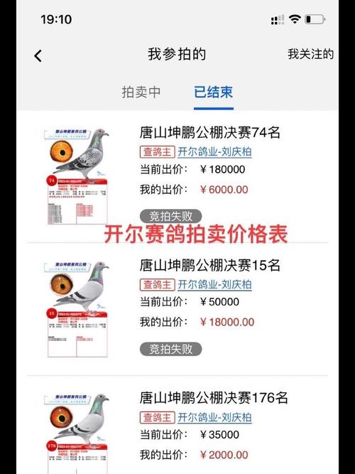 养信鸽投资要花多少钱？-图2