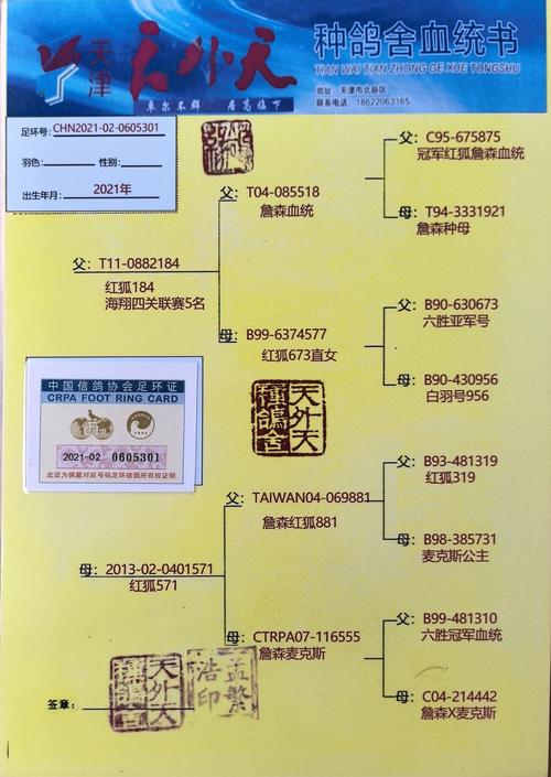 养信鸽投资要花多少钱？-图3