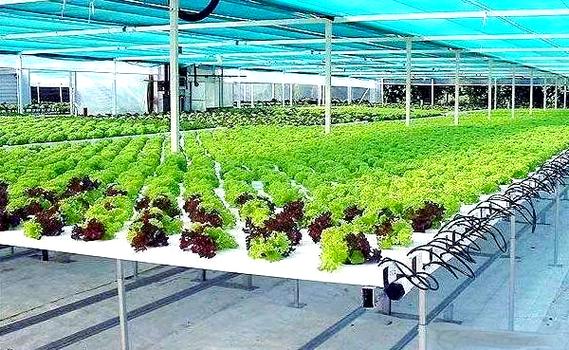 无土栽培成本投入究竟有多高？-图1