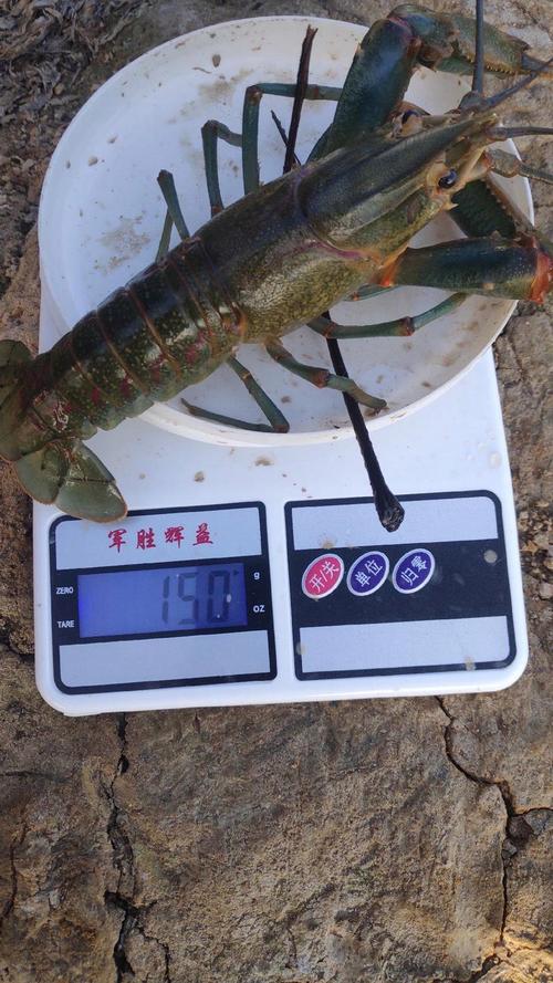 养殖一亩龙虾投资成本是多少？-图3