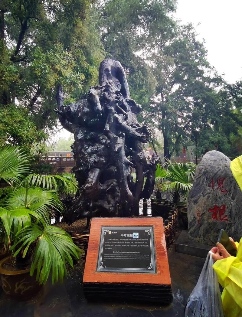 山西洪洞大槐树为何与脚指甲有关?-图1 山西洪洞大槐树为何与脚指甲有关?-图1