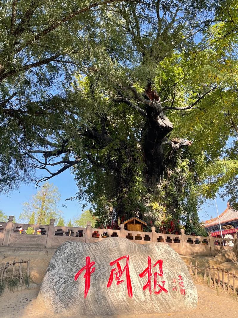 山西洪桐大槐树为何是寻根祭祖圣地?-图2 山西洪桐大槐树为何是寻根祭祖圣地?-图2