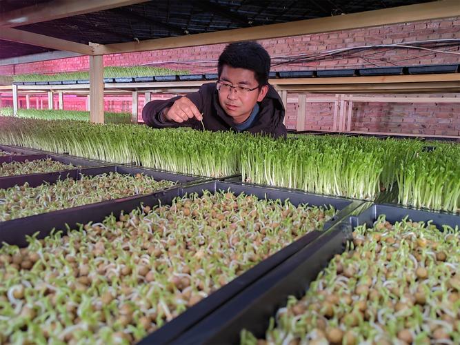 芽苗菜种植投资收益到底怎么样？-图1
