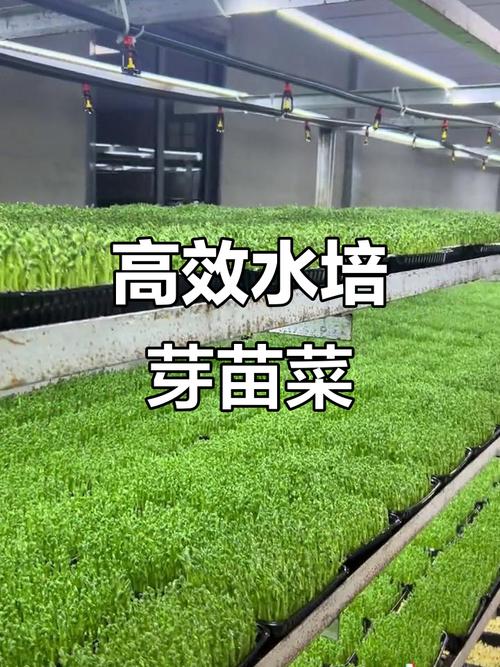 芽苗菜种植投资收益到底怎么样？-图2