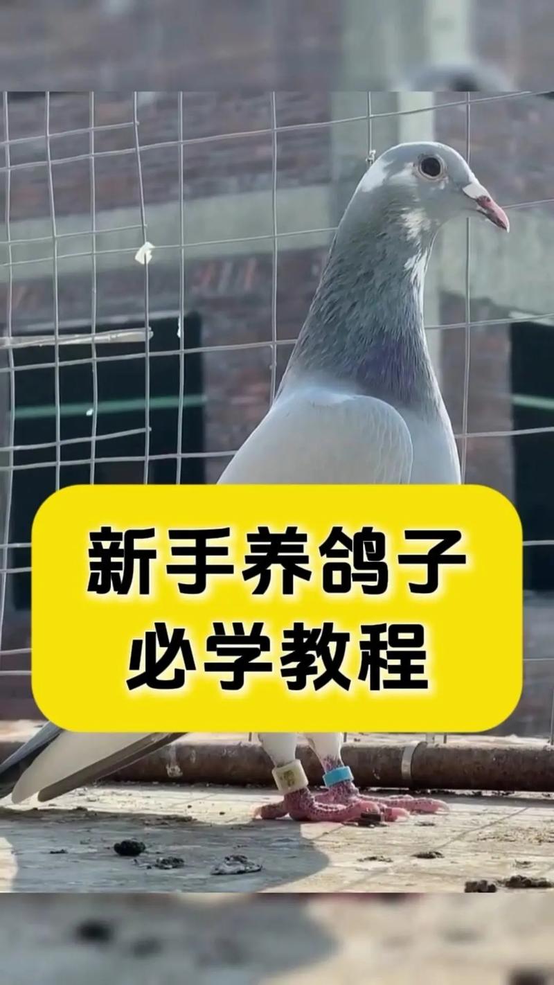 养白鸽成本到底要多少？-图2