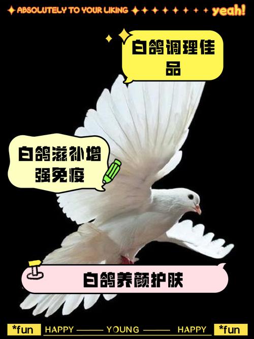 养白鸽成本到底要多少？-图3