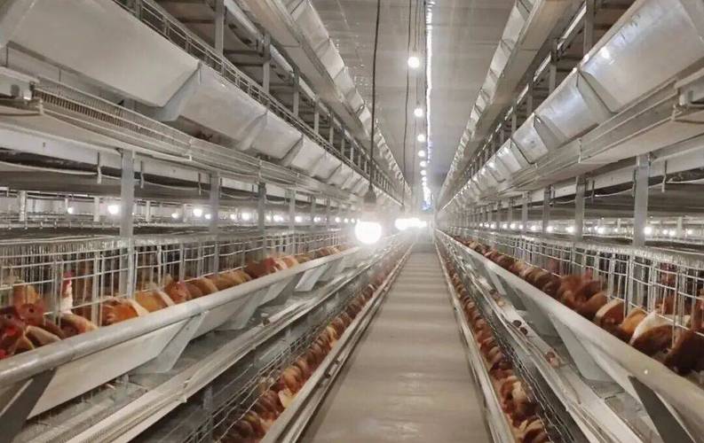 农村养殖投资项目有哪些?-图2 农村养殖投资项目有哪些?-图2