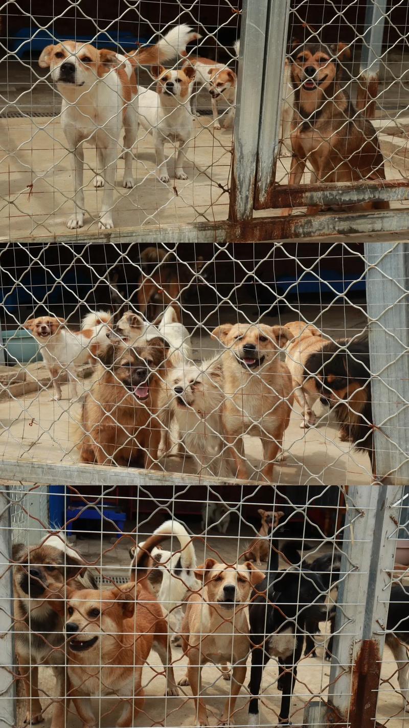 山西阳泉盂县狗场图片曝光，情况如何？-图1