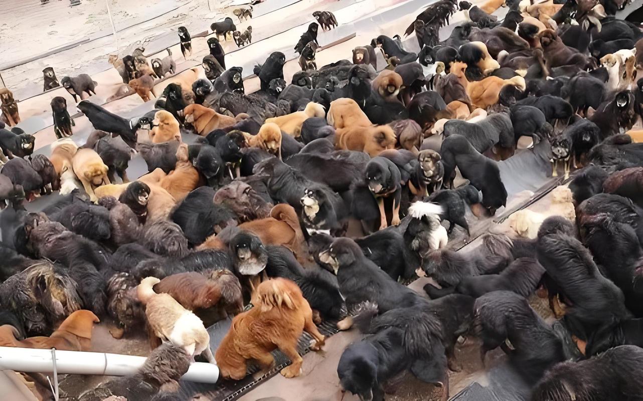 山西阳泉盂县狗场图片曝光，情况如何？-图2