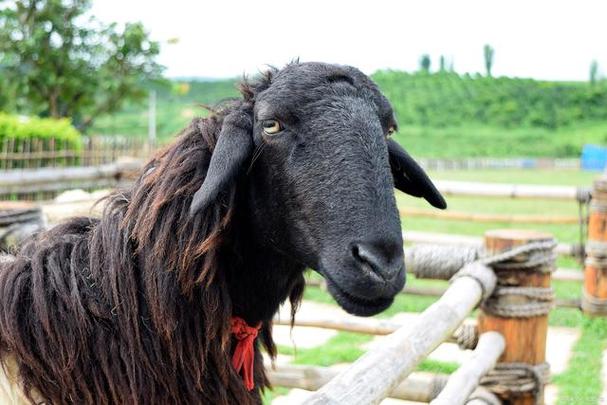 投资乌骨羊成本到底要多少?-图1 投资乌骨羊成本到底要多少?-图1