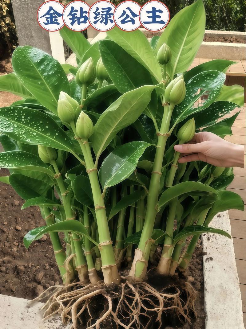 种什么投资少能见效快？-图3