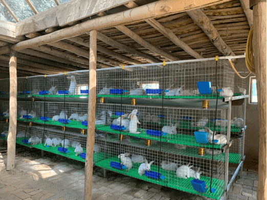 养兔子要花多少钱?-图1 养兔子要花多少钱?-图1