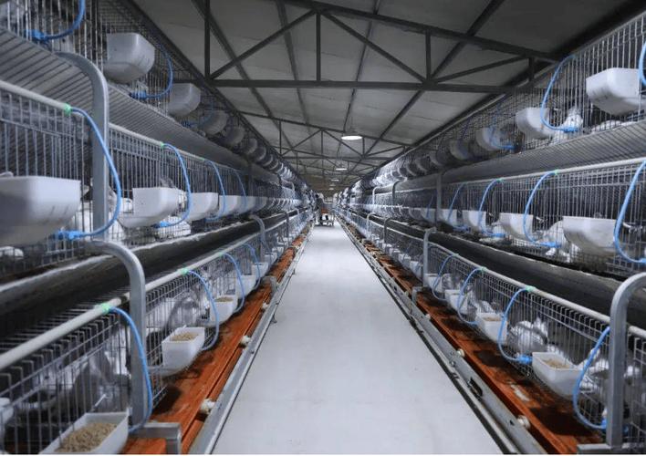 养兔子要花多少钱?-图2 养兔子要花多少钱?-图2