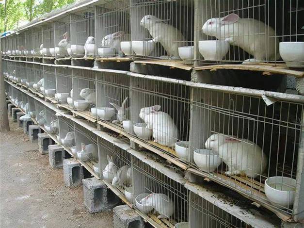 养兔子要花多少钱?-图3 养兔子要花多少钱?-图3