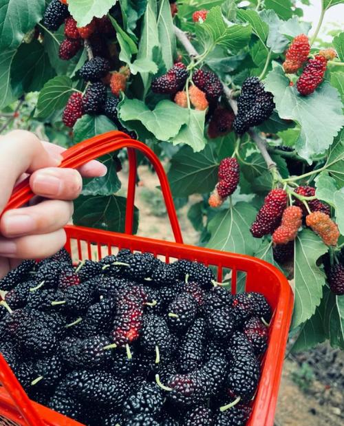 山西哪里能摘到新鲜桑葚?-图1 山西哪里能摘到新鲜桑葚?-图1