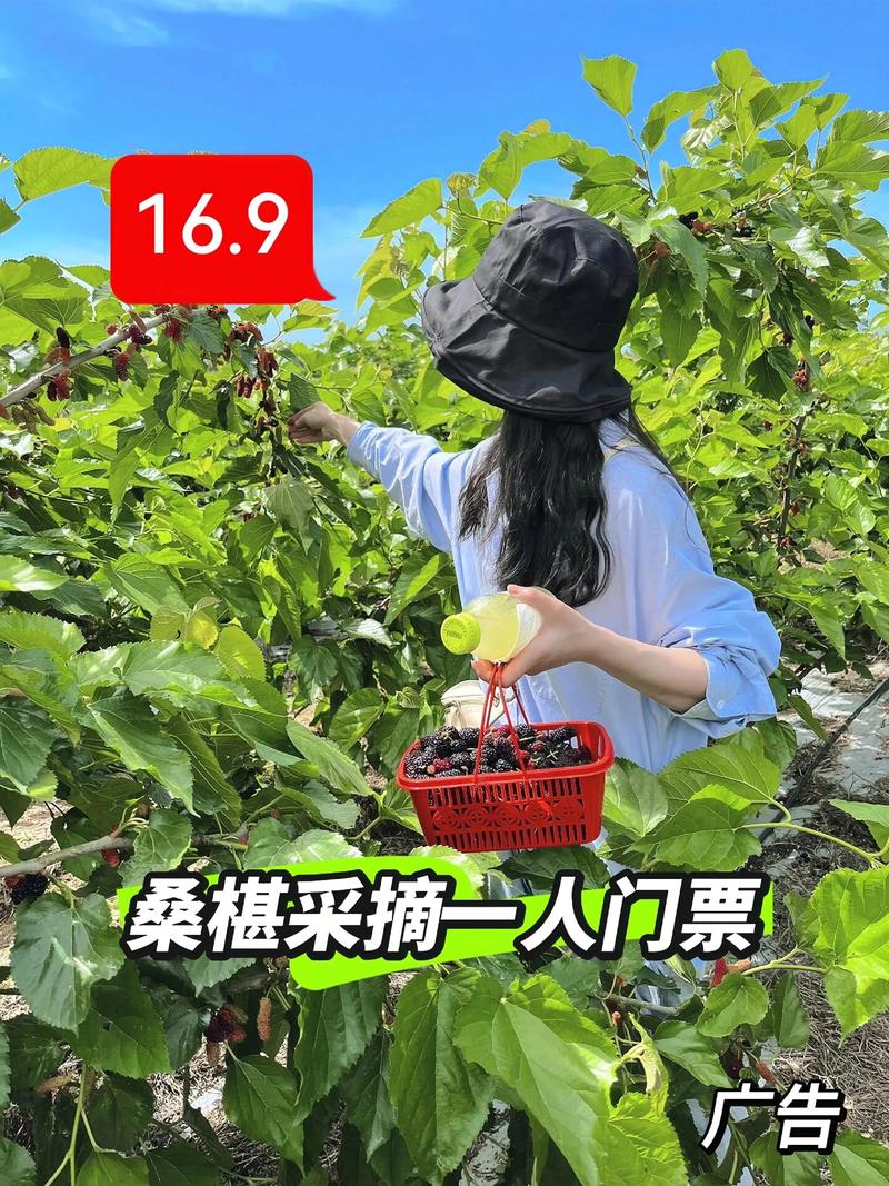 山西哪里能摘到新鲜桑葚?-图3 山西哪里能摘到新鲜桑葚?-图3