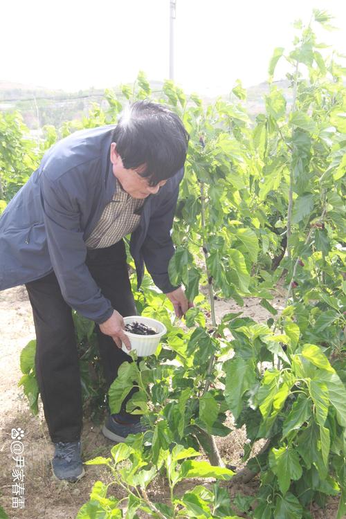 山西哪里能摘到新鲜桑葚?-图2 山西哪里能摘到新鲜桑葚?-图2