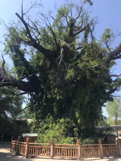 山西大槐树究竟在哪儿？-图2